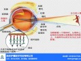 怎么测瞳高，配眼镜怎么测瞳高